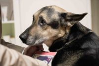 Tierarztpraxis Nussdorf Lenny