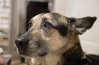Tierarztpraxis Nussdorf Lenny