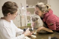 Tierarztpraxis Nussdorf Kater Lucky