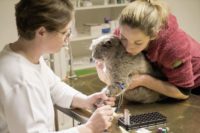 Tierarztpraxis Nussdorf Kater Lucky