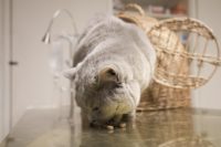Tierarztpraxis Nussdorf Kater Lucky