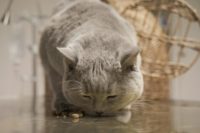 Tierarztpraxis Nussdorf Kater Lucky