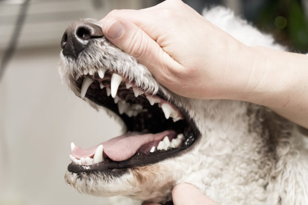 Tierarztpraxis Nussdorf Zahnhygiene