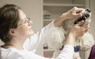 Tierarztpraxis Nussdorf Zahnhygiene