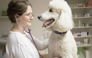 Tierarztpraxis Nussdorf Interne Medizin